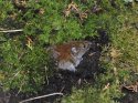 Bank Vole