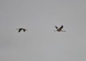 Common Crane