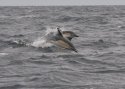 Common Dolphin