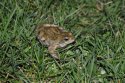 Common Frog
