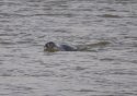 Common Seal
