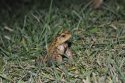 Common Toad