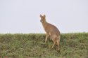 Chinese Water Deer