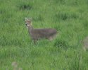 Chinese Water Deer