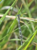 Dainty Damselfly