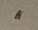 Black-Spot Chestnut