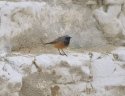 Eastern Black Redstart