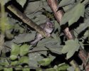 Edible Dormouse