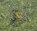 Edible Frog