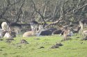 Fallow Deer