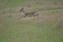 Fallow Deer