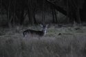 Fallow Deer