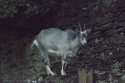 Feral Goat