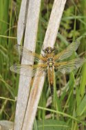 Four Spotted Chaser