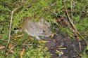 Field Vole