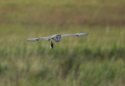 Field Vole and Barn Owl