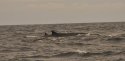 Fin Whale