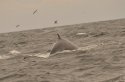 Fin Whale
