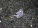 Great Grey Shrike