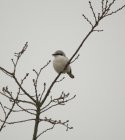 Great Grey Shrike