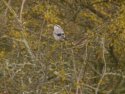 Great Grey Shrike
