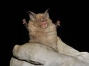 Greater Horshoe Bat