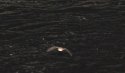 Greater Horsehoe Bat