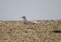Glaucous Gull
