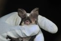 Grey Long Eared Bat