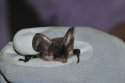 Grey Long Eared Bat