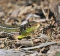 Green Lizard