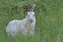 Kashmir Goat