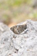 Grayling ssp thyone