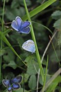 Silver studded blue ssp caernesis