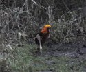 Golden Pheasant