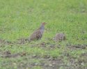 Grey Partridge