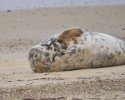 Grey Seal