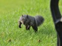 Melanistic Grey Squirrel