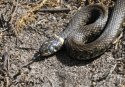 Grass Snake