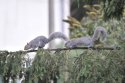 Grey Squirrel