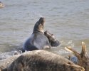 Grey Seal