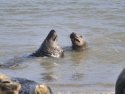 Grey Seal