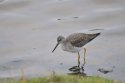 Greater Yellowlegs