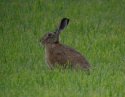 Hare