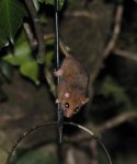 Hazel Dormouse