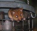Hazel Dormouse