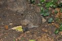 Hedgehog