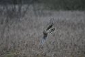 Hen Harrier
