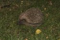 Hedgehog