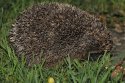 Hedgehog